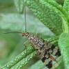 Panorpa sp.